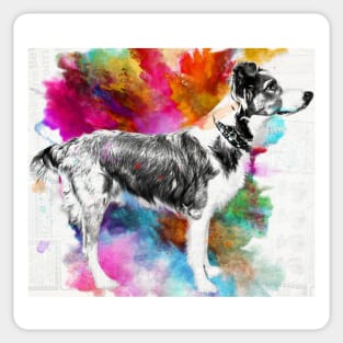 Australian Shepherd x border collie - dog Sticker